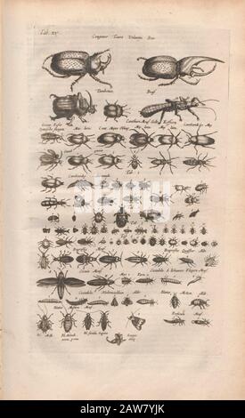 Kopperplate von Käfern aus Johannes Jonston Naturbuch 'Dr. I. Ionstons Beschwörung vande natuur der vogelen neffens haer beeldenissen in koper gesneden' 1660 In Amsterdam Veröffentlicht Stockfoto