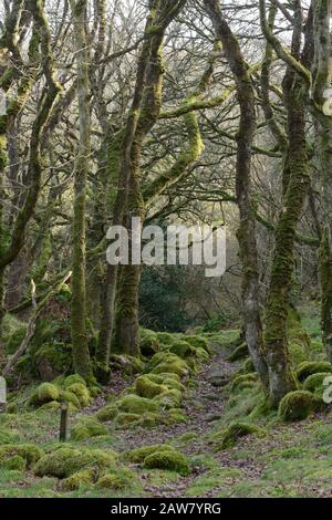 Winter Walk Pfad Fußweg durch mystische alte Holzwälder Coed Ty Canol National Naturreservat Ty Canol Woods Newport Pembrokeshire Wales UK Stockfoto