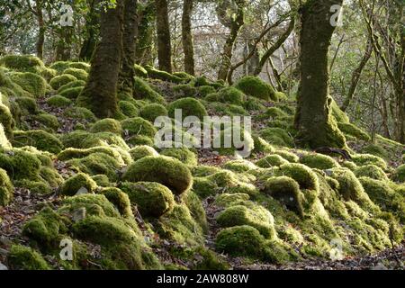 Moss und Flechten bedeckten Felsbrocken und Felsvorwühlungen Coed Ty Canol National Nature Reserve Walisisch Altes Waldland Pembrokeshire Wales UK Stockfoto