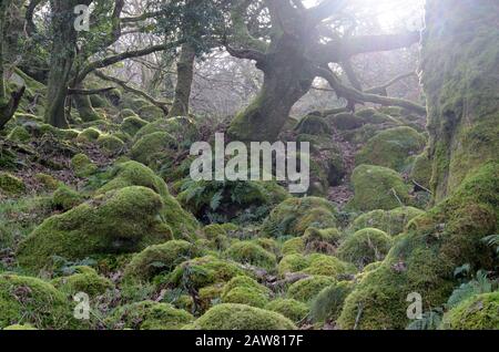 Morgenlicht, das durch das mystische uralte Waldgebiet Coed Ty Canol National Nature Reserve Ty Canol Woods Newport Pembrokeshire Wales Cymru UK glänzt Stockfoto