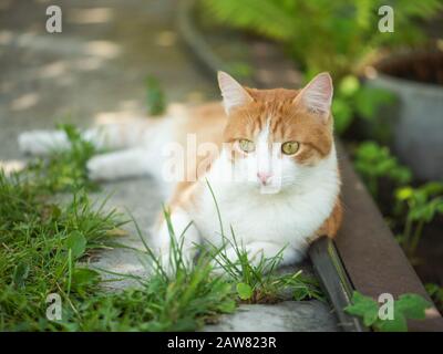 Schöne rote Katze liegt im Gras Stockfoto