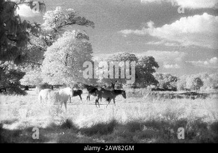 Pferde auf Warsash Common, Hampshire, England, Großbritannien: Schwarz-Weiß-Infrarotfilmstock, mit der charakteristischen markanten Körnung, hohem Kontrast und präternatrlich hellem Blattwerk Stockfoto