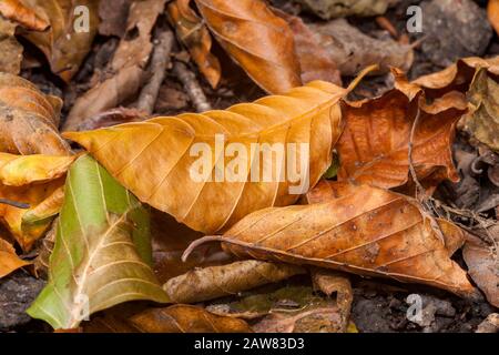 Goldene braune Herbstlaub bedecken den Boden Stockfoto