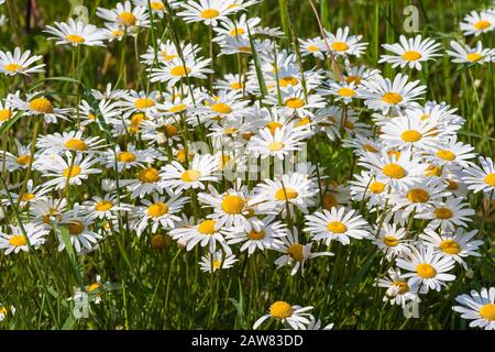 Große Gänseblümchen blühen an einem Sommertag in Großbritannien auf einer Wiese. Stockfoto