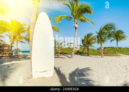 Surfbrett am Strand mit weißem Sand auf dem Hintergrund schöner Palmen mit grünen Blättern. Platz für Text auf dem Surfbrett. Stand-up padd Stockfoto