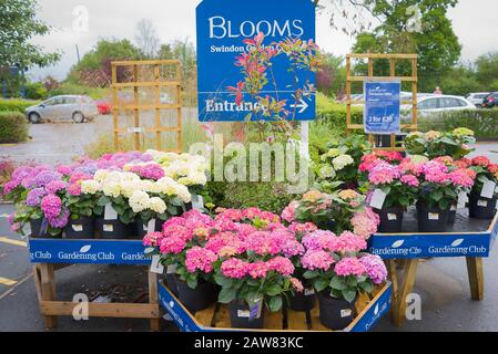 Anzeige von Hydrangea-Anlagen zum Verkauf in einem englischen Gartencenter (seit Besitzerwechsel) Stockfoto