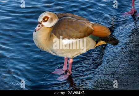 Birds Egyptian Goose steht am Wasserrand im Hyde Park, London Stockfoto