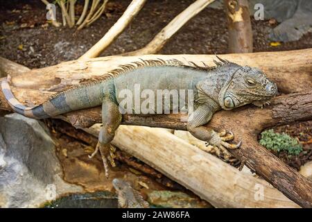 Leguan ruht auf einem alten Holzzweig Stockfoto