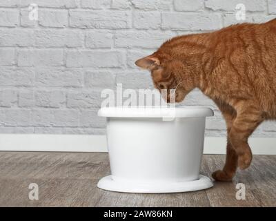 Durstige Ingwerkatze trinkt Wasser aus einem Trinkbrunnen für Haustiere. Seitenansicht mit Kopierbereich. Stockfoto