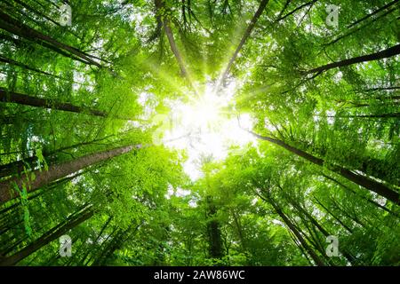 Weitwinkel-Baldachin in einem schönen grünen Wald, prächtiger Blick nach oben auf die Baumwipfel mit frischen grünen Blättern und der Sonne Stockfoto