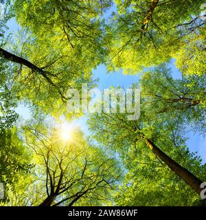 Schöner Blick nach oben zu den Baumwipfeln mit frischen grünen Blättern, der Sonne und klarem blauen Himmel, quadratisches Format Stockfoto