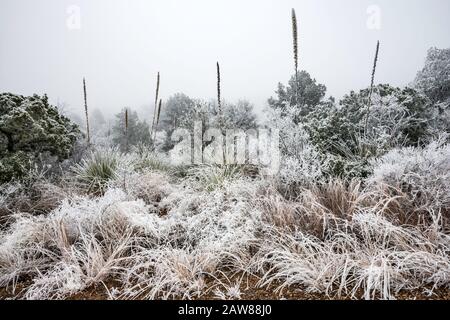 Sotol-Pflanzen und Gras, bedeckt mit gefrorenem Nebel oder atmosphärischer Vereisung im Winter, Chihuahuan-Wüste, Big Bend National Park, Texas, USA Stockfoto