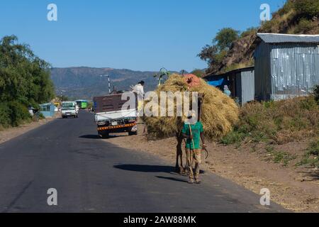 Mekele, Äthiopien - November 2018: Kamel, das viel Heu trägt und auf einer lokalen Straße als nächstes und mit dem Lastwagen geführt wird Stockfoto