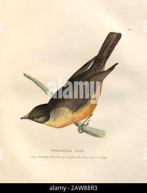 Tyrannula saya (Flycatcher) Farbteller nordamerikanischer Vögel aus Der Tierwelt Boreali-Americana; Oder die Zoologie der nördlichen Teile Britischamerikas, die Beschreibungen der Objekte der Naturgeschichte enthält, die auf den späten nördlichen Landexpeditionen unter dem Kommando des Kapitäns Sir John Franklin von Richardson, John, Sir, 1787-1865 Gesammelt Wurden Stockfoto