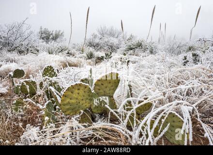 Gefrorenen Nebel aka atmosphärische Zuckerglasur auf Feigenkakteen und Sotol Pflanzen, Chihuahua-Wüste, Big Bend National Park, Texas, USA Stockfoto