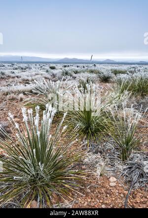 Frozen Fog alias Atmospheric Icing on Sotol Plants, Chihuahuan Desert, Big Bend National Park, Texas, USA Stockfoto