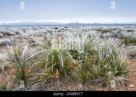 Frozen Fog alias Atmospheric Icing on Sotol Plants, Chihuahuan Desert, Big Bend National Park, Texas, USA Stockfoto