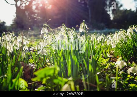 Im Frühling wachsen in freier Wildbahn Schneefälle Stockfoto