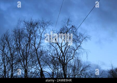 Siloutte von Vögeln auf dem Baum in der Dämmerung Stockfoto