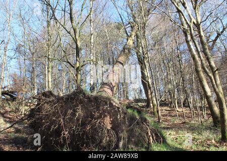 Umgestürzter Baum hielt sich auf Stockfoto