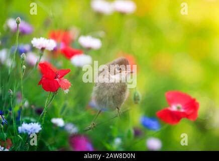 Natürlicher Hintergrund mit einem kleinen Küken auf einer hellen Sommerwiese unter roten Mohnblumen Stockfoto