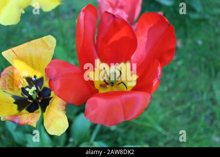 Tulpen rot mit Gelb Stockfoto