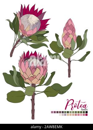 Vektor Blumenstrauß-Design:Blumen Protea Blumen und Blätter. Hochzeitsvektor lädt Karte ein Stock Vektor