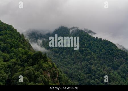 Kiefern unter Wolken und Nebel in der Schwarzmeerregion, Türkei. Wald in der Nähe der Zilkale Burg. Stockfoto