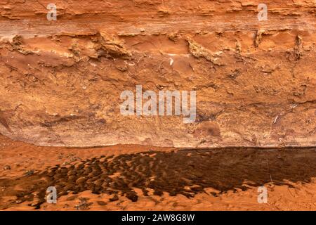 Details der Sandsteinmauer über dem Bach im Horseshoe Canyon, Canyonlands National Park, Utah, USA Stockfoto