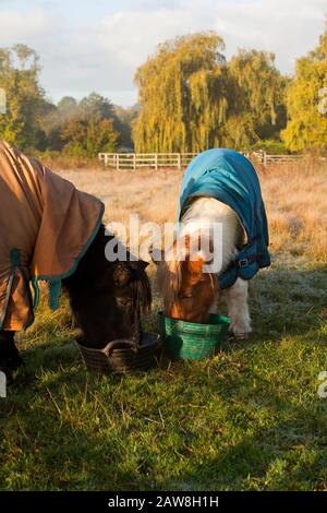 Zwei Ponys, die aus Futterschüsseln ein Feld essen Stockfoto