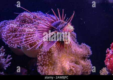 Unterwasserfoto eines Clearfin Lionfish (Pterois radiata), Fotografiert im Roten Meer, Eilat, Israel Stockfoto