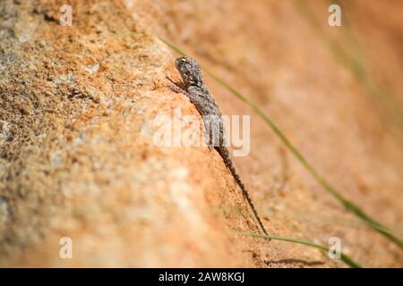 Exotischer Gecko, der sich an einem sonnigen Tag erwärmt Stockfoto