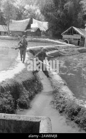 Tapanoelis [2. Polizeiaktion] Steigt in Tapanoelis (Sumatra) auf. Patrouille Rundgang durch Dörfer und Reisfelder Datum: 25. Dezember 1948 Ort: Indonesien, Niederländische Ostindien, Sumatra Stockfoto