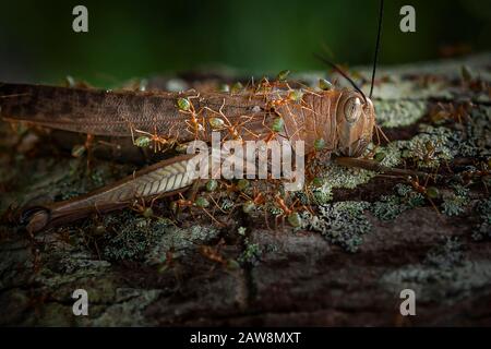 Australische Grünbauchangestellte ernähren sich von einer toten Heuschrecke, makroextremer Nahaufnahme und selektiver Fokusansicht, Lord Howe Island, New South W Stockfoto