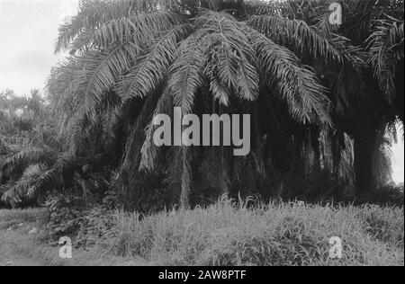 Republik: Dolok Simoembah, Prapat Bidamanik, östlich von Pematang Siantar; Säuberungen an der Ostküste von Sumatra Palme und Gestrüpp Datum: 1. November 1947 Ort: Indonesien, Niederländische Ostindien, Sumatra Stockfoto