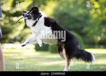 Border Collie spielt draußen mit einem Stock im Garten Stockfoto