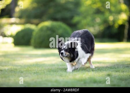 Border Collie spielt draußen mit einem Stock im Garten Stockfoto