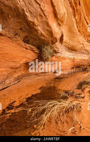 Details der Sandsteinmauer über dem Bach im Horseshoe Canyon, Canyonlands National Park, Utah, USA Stockfoto