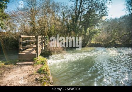 Frühling in Rag Mill Wood, Slaugchterford, Wiltshire. Stockfoto