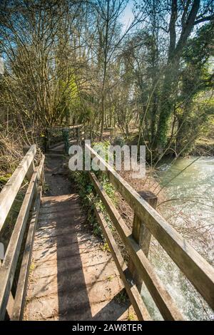 Frühling in Rag Mill Wood, Slaugchterford, Wiltshire. Stockfoto