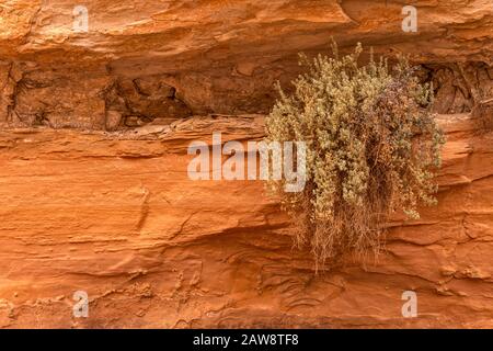 Strauch, der an der Sandsteinwand über dem Bach im Horseshoe Canyon, Canyonlands National Park, Utah, USA hängt Stockfoto