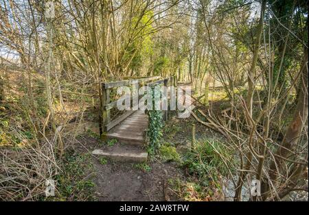 Frühling in Rag Mill Wood, Slaugchterford, Wiltshire. Stockfoto