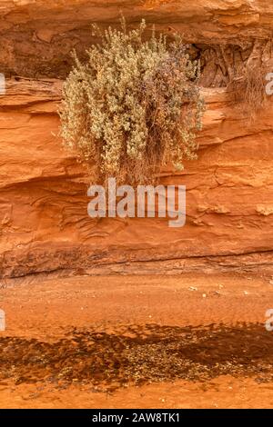 Strauch, der an der Sandsteinwand über dem Bach im Horseshoe Canyon, Canyonlands National Park, Utah, USA hängt Stockfoto