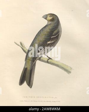 Weibliche Kiefer Grosbeak (Corythus enukleator), Farbteller nordamerikanischer Vögel aus Der Tierwelt Boreali-Americana; oder die Zoologie der nördlichen Teile von Stockfoto