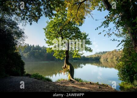 Herbstfarben zeigen sich am Shearwater Lake, Warminster, Wiltshire Stockfoto