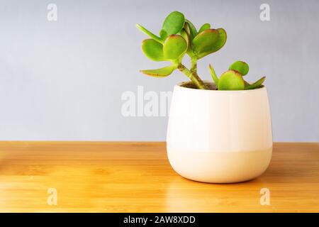 Saftige Pflanze in rosafarbener Vase über Bambustisch, isoliert auf weißem Hintergrund mit Raum für Text Stockfoto