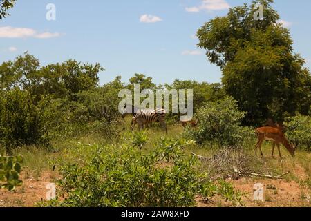 Zebra und Antilope, die Gras in Ruhe essen Stockfoto