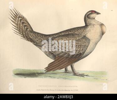 Größere Salbei-Grouse (Centrocercus urophasianus), auch bekannt als sagehenfarbige Platte nordamerikanischer Vögel aus Der Tierwelt Boreali-Americana; oder, Das z Stockfoto