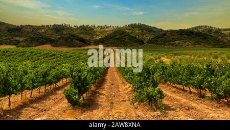 Weinberg auf der Straße nach Santiago de Navarra, Spanien Stockfoto