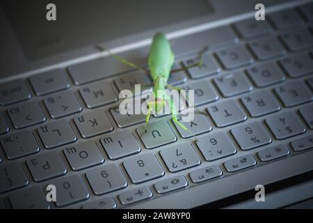 Computerfehler oder Virus-Metapher, grüne Mantis ist auf glänzender metallischer Tastatur mit englischen und russischen Buchstaben Stockfoto